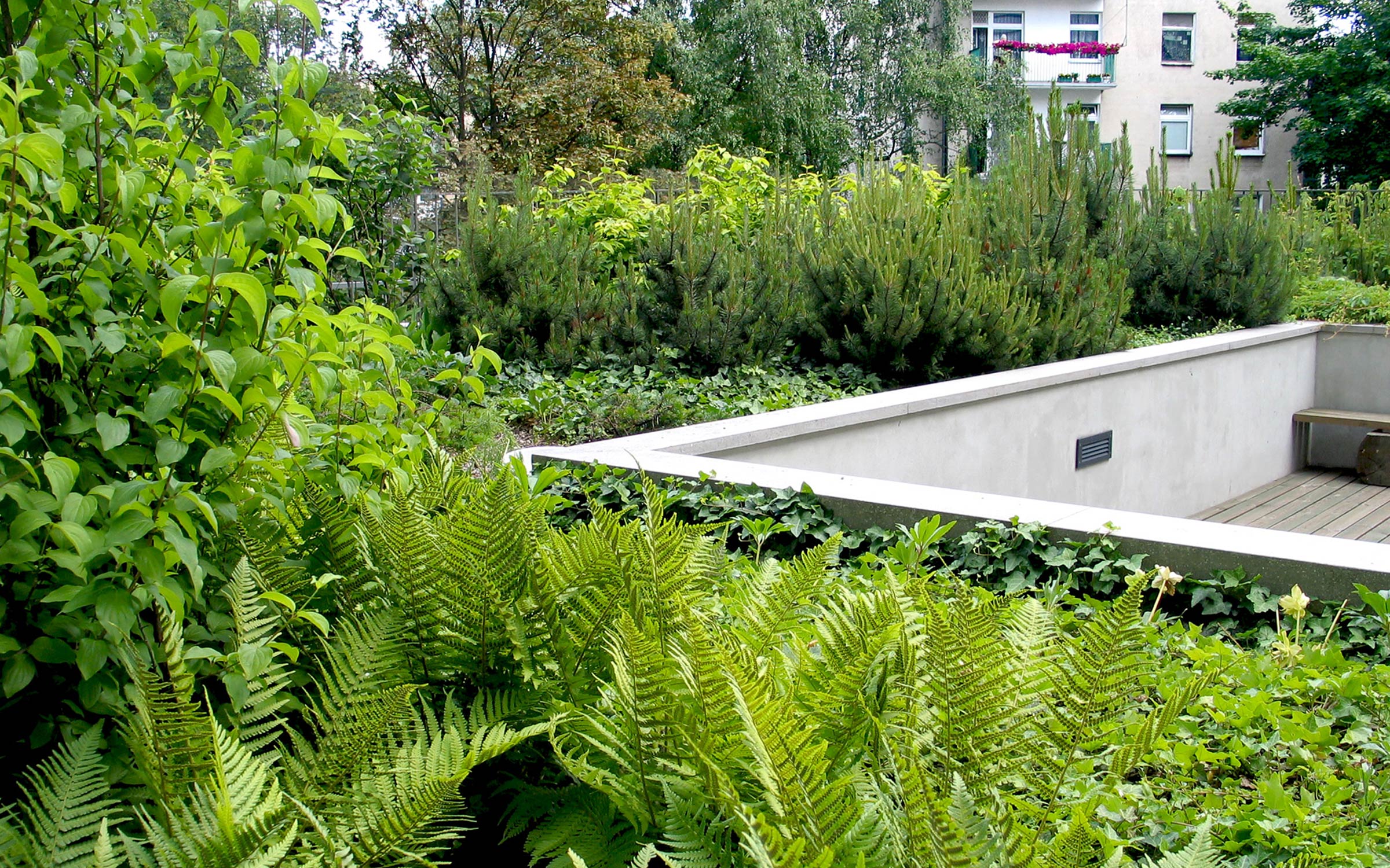 Sitting area with wooden decking, surrounded by ferns, bushes and small conifers